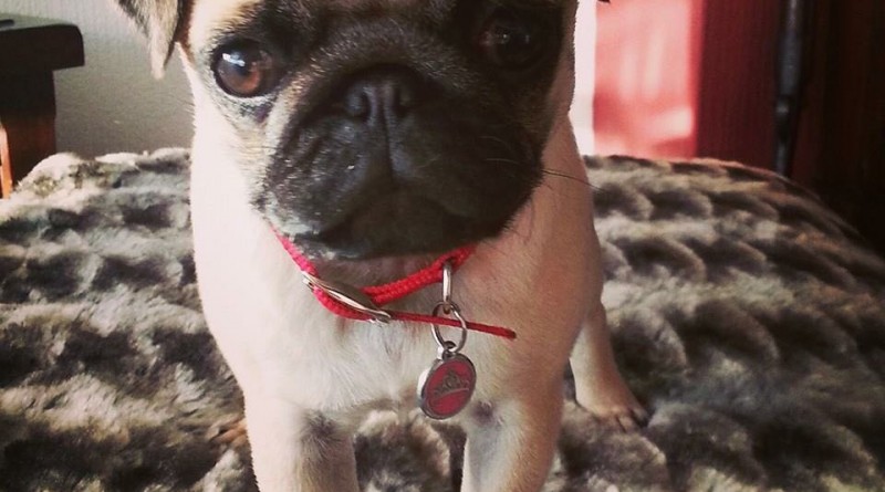 Baby Peppa