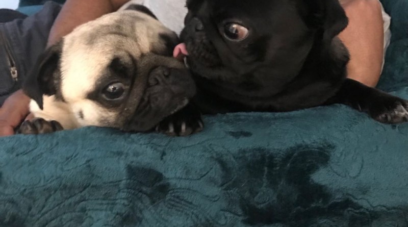 Sofa Kisses